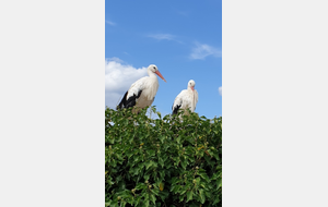 Visite du Naturoparc